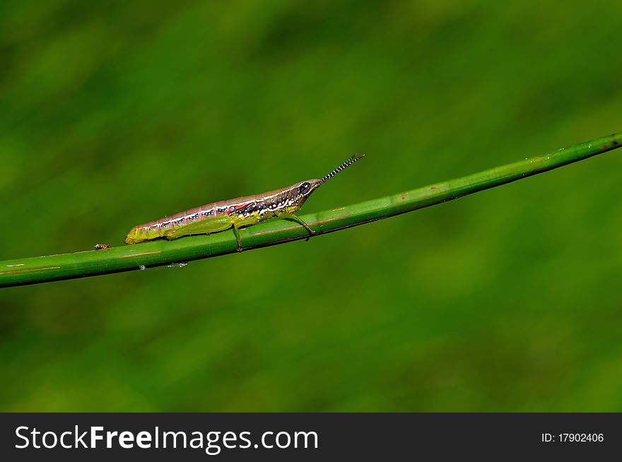 A beautiful colorful grasshopper on a twig early morning