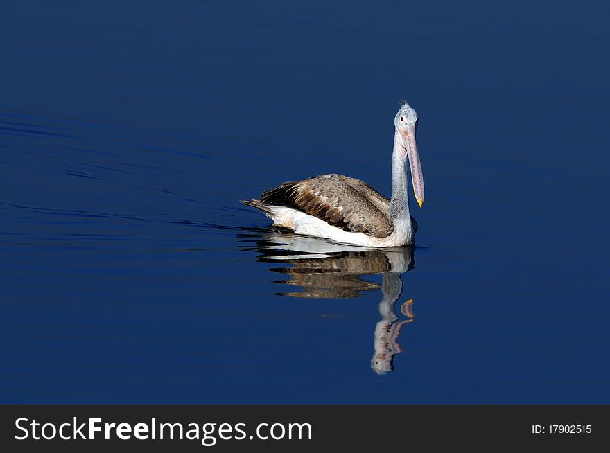 Spot Billed Pelican