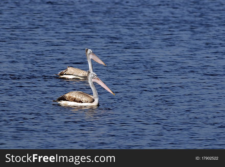 Spot Billed Pelican