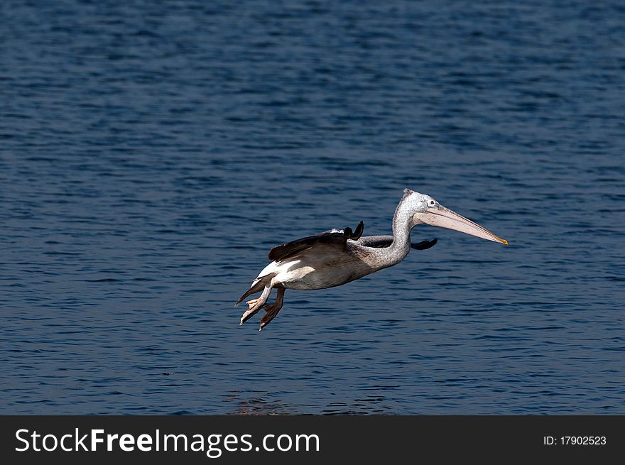 Spot billed pelicans looking active early morning