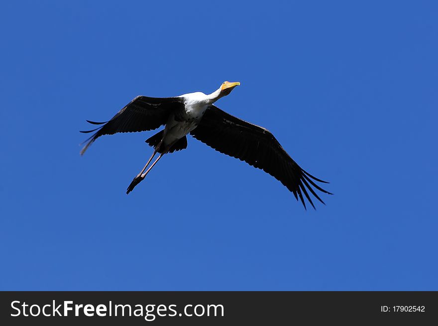 A large painted stork soaring high in the sky