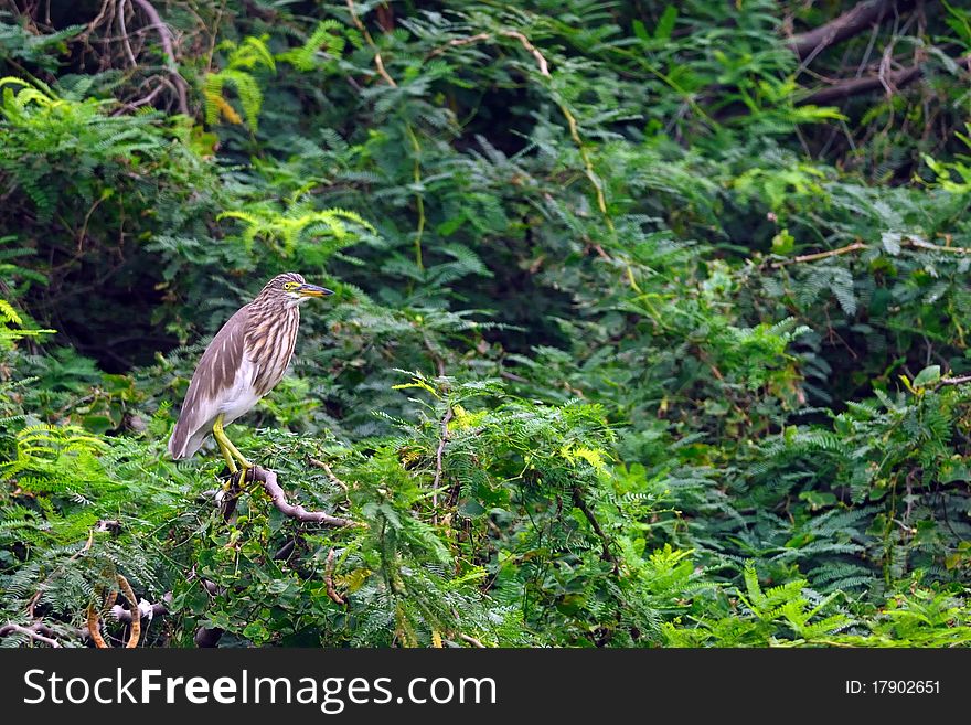 Migratory birds at pallikaranai marshland, India