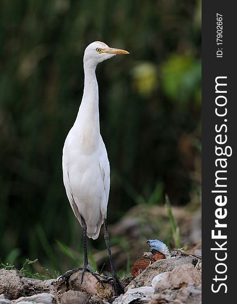 Migratory birds at pallikaranai marshland, India