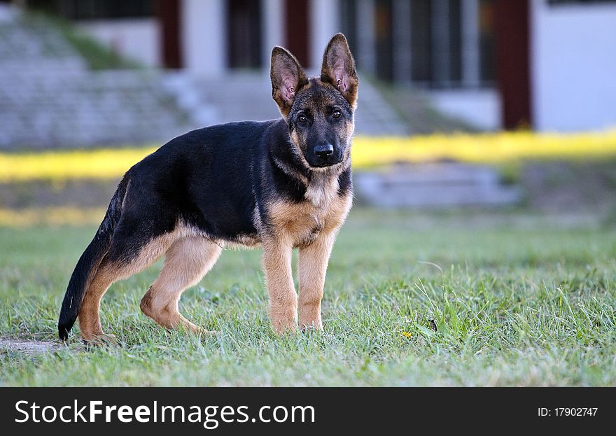 German shepard dog on the nature ( 4 month)