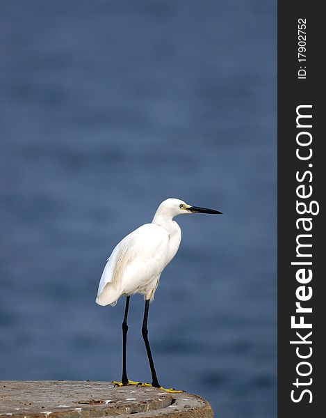 Little Egret in its natural habitat