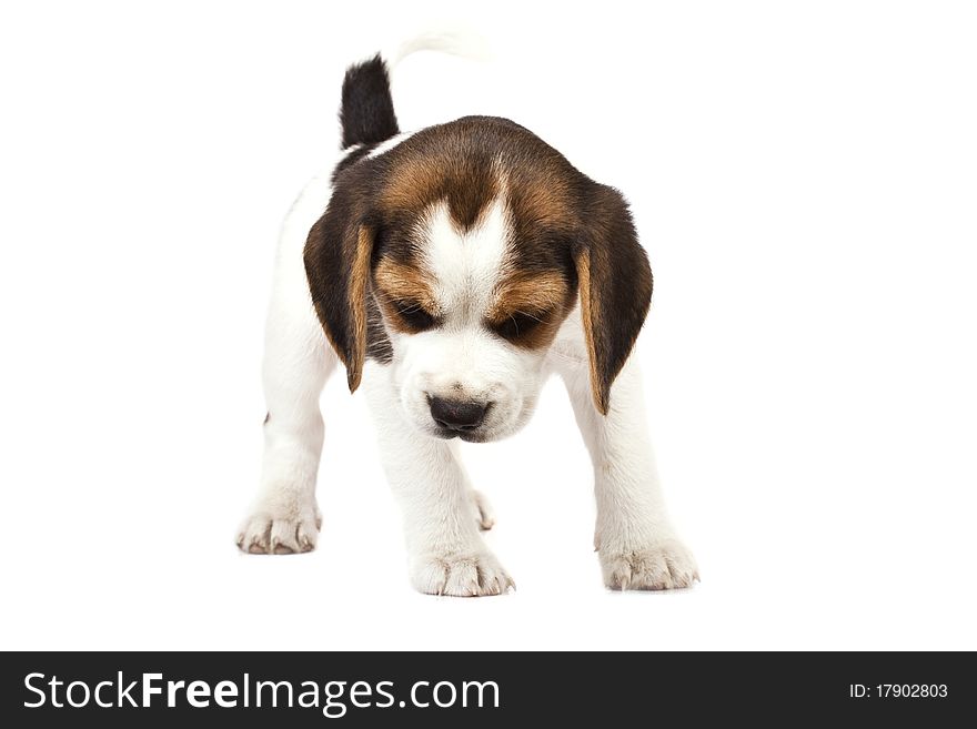 His is a portrait of a 10 week old puppy beagle