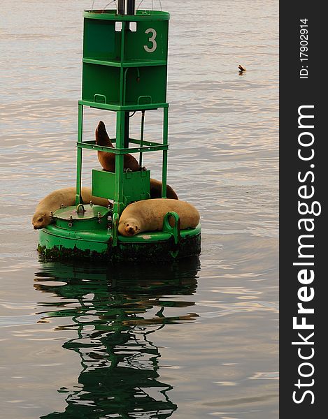 California sea lions on a harbor marker sunbathing , buoy, natical