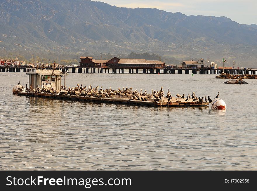 Bait dock covered with pelicans, brown pelicans, Santa Barbara harbor in California, birds, perched pelicans, brown pelicans, bait dock