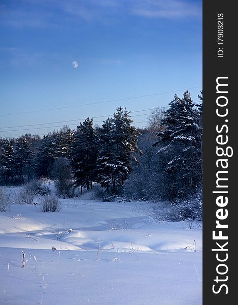 Winter trees on snow with blue sky and moon. Winter trees on snow with blue sky and moon