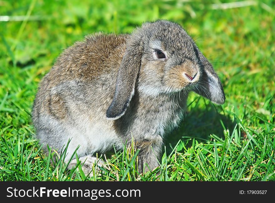 Rabbit Sitting On Grass