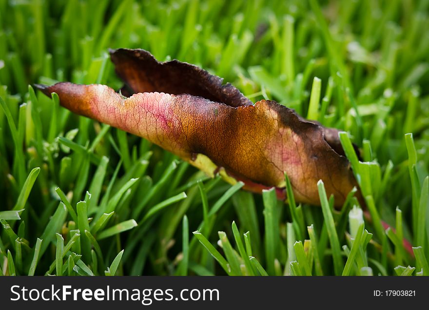 Dry leaf on green grass. Dry leaf on green grass