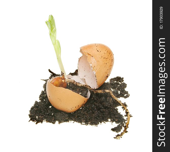 New life in the form of a plant seedling emerges from an egg and earth. New life in the form of a plant seedling emerges from an egg and earth