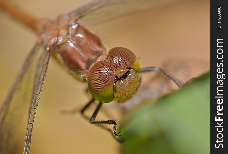 Dragonfly a few ours after transformation