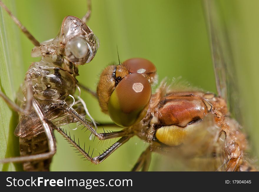 Dragonfly hang on the 'larvacoat' after transformation