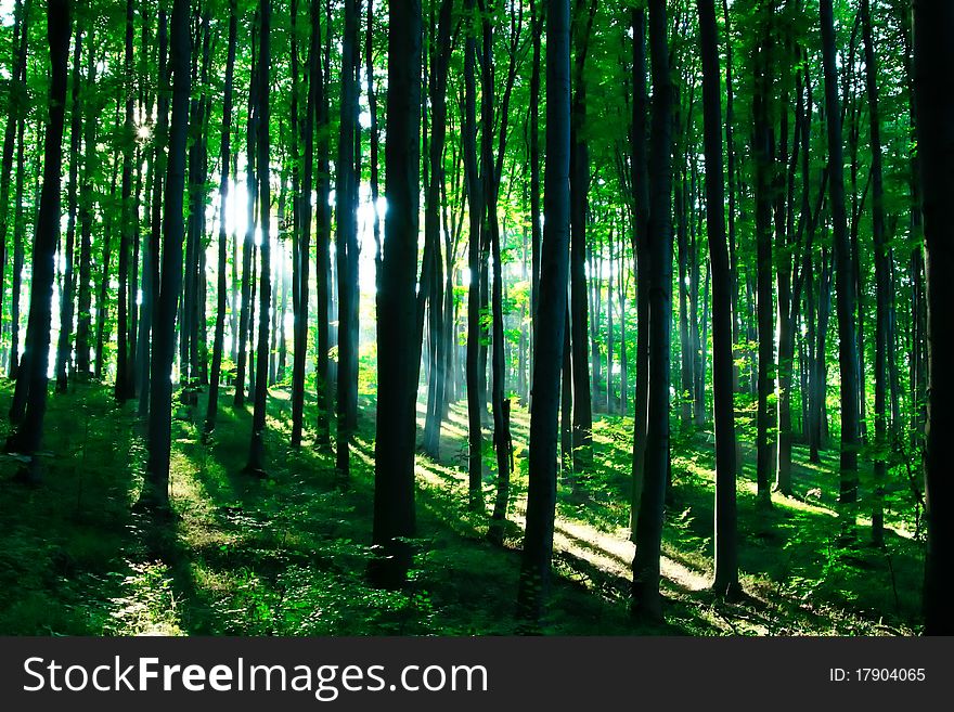 Sunshine in the green forest in summer