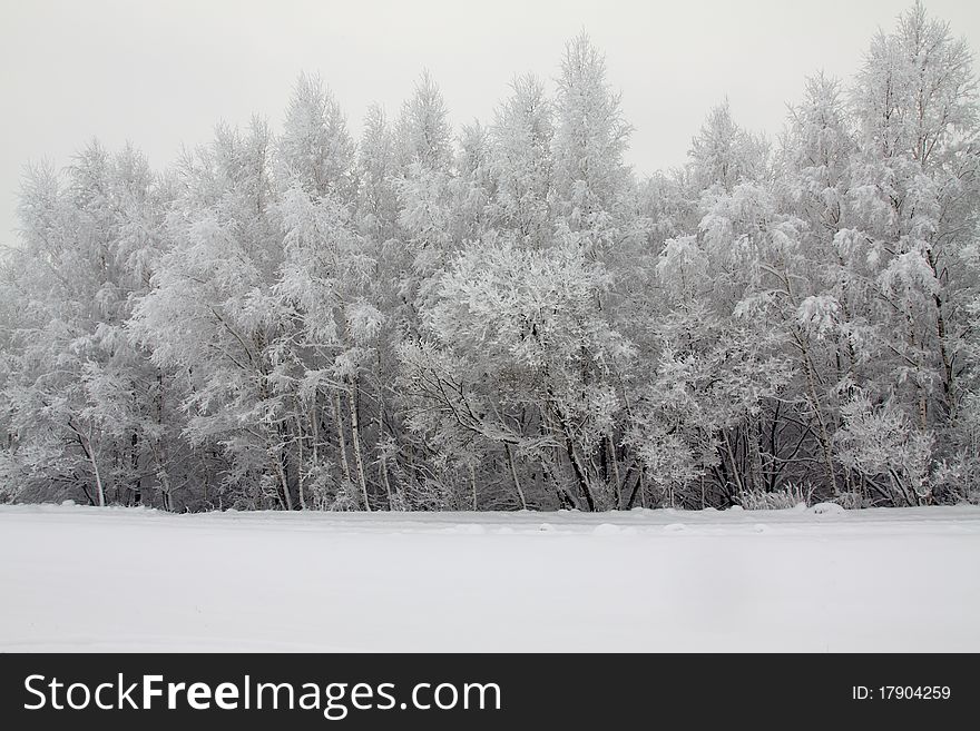 Trees in the wood, completely covered with snow (a winter season). Trees in the wood, completely covered with snow (a winter season)