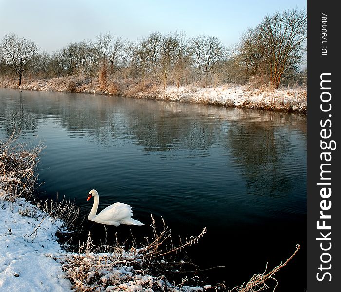 A swan on the water with snowed borders. A swan on the water with snowed borders