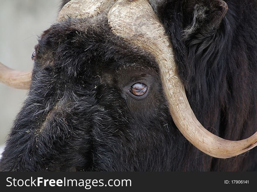 The musk-ox close up in winter.