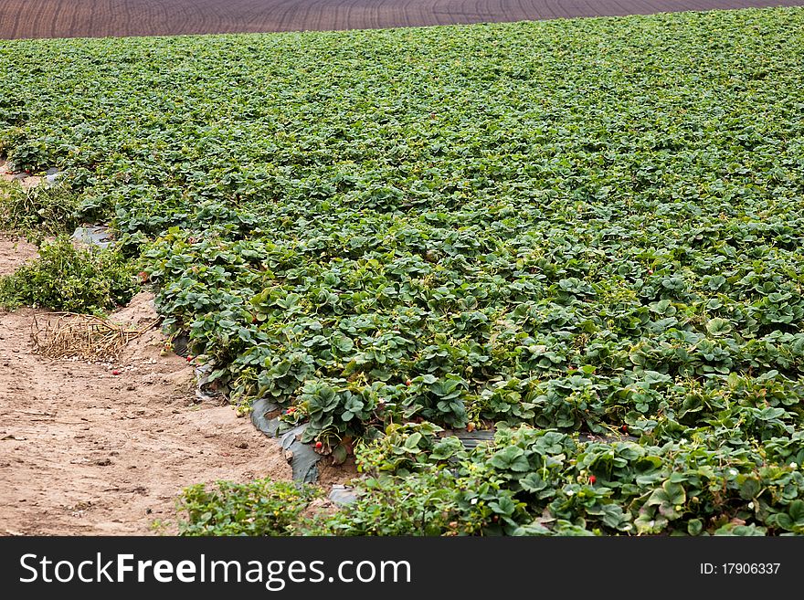 Strawberry field, Santa Cruz in California, USA