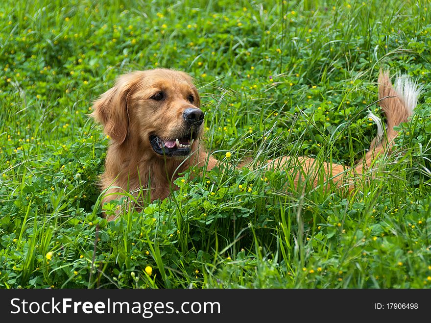 Golden retriever nestled in the tall grass