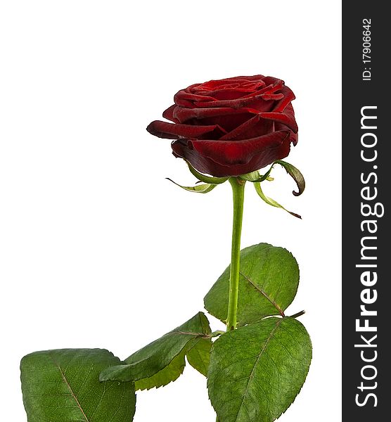 Beautiful red rose isolated on white background