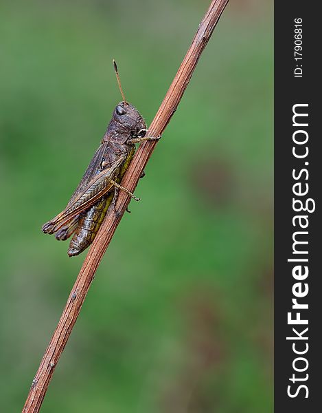 A hopper is resting on a plant