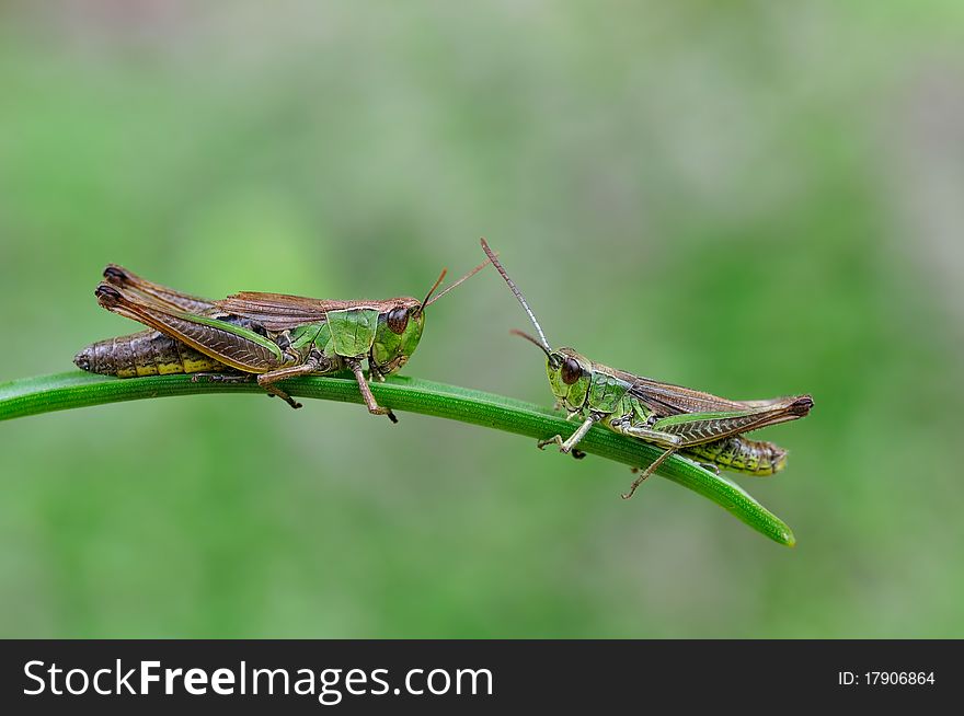 Two hoppers are resting on a plant