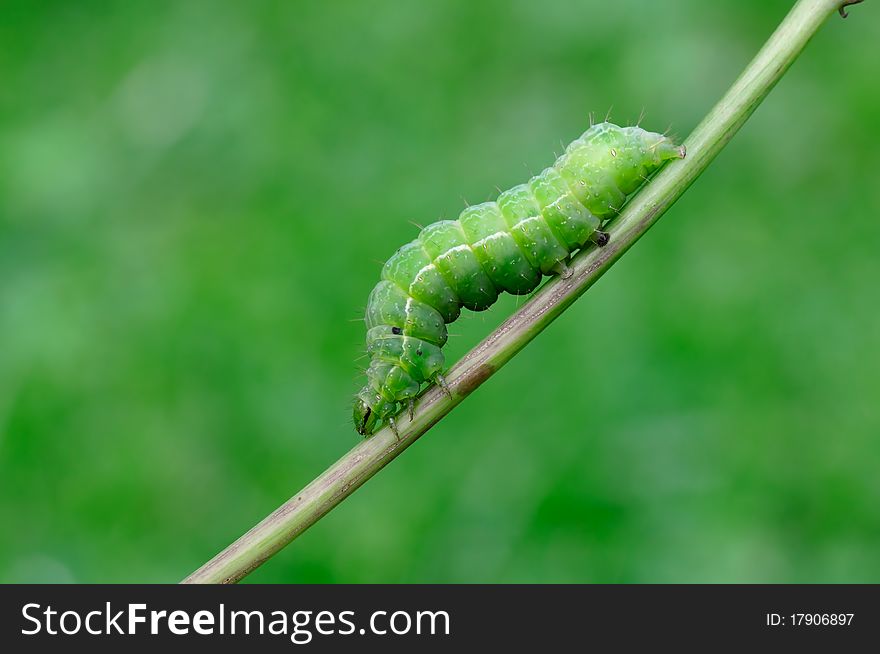 A green caterpillar is resting on a plant