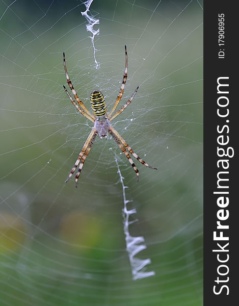 A wasp spider is waiting for a victim