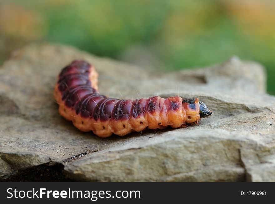 A red caterpillar is crawling on a stone