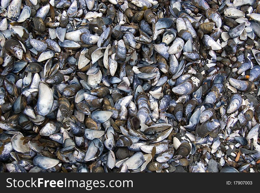Lots of empty mussel shells. Lots of empty mussel shells