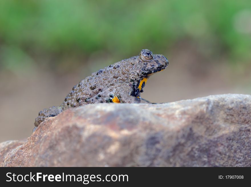 A toad with a yellow belly