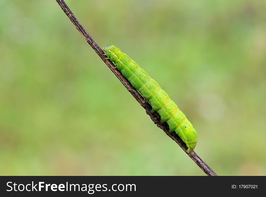 A green caterpillar is resting on a plant