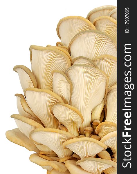 Bunch of oyster mushrooms isolated on white background