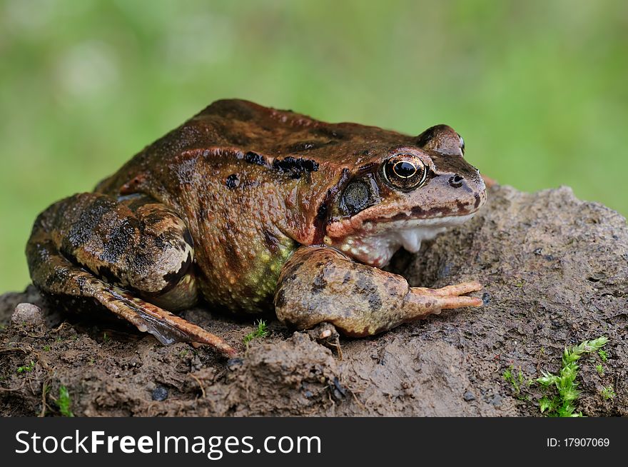 A brown frog is resting on a stone