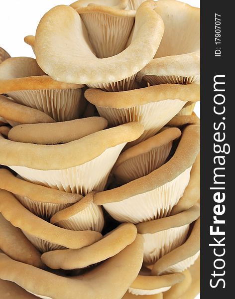 Oyster mushrooms