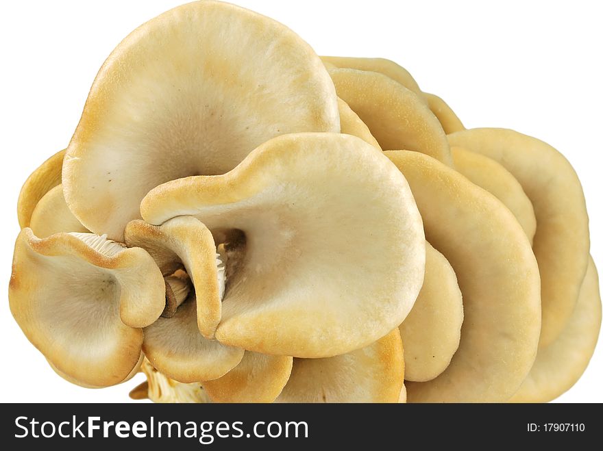 Up view of oyster mushrooms isolated