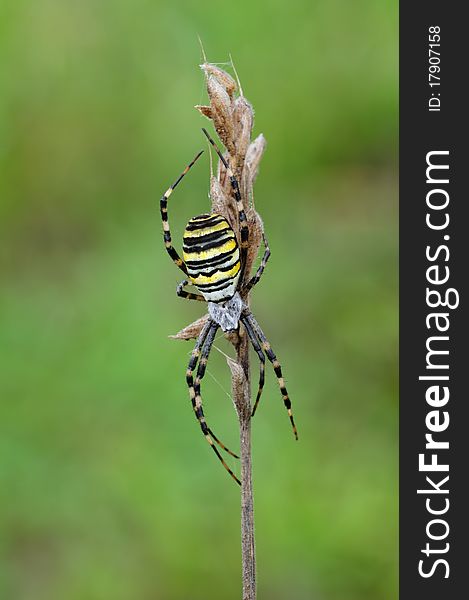 A wasp spider is waiting for a victim