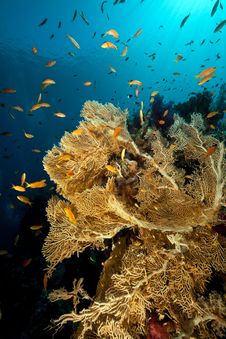 Sea Fan In The Red Sea. Royalty Free Stock Photo