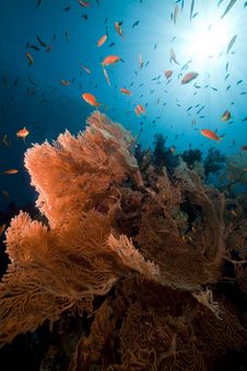 Sea Fan In The Red Sea. Royalty Free Stock Photo Sea Fan In The Red Sea. Royalty Free Stock Photo
