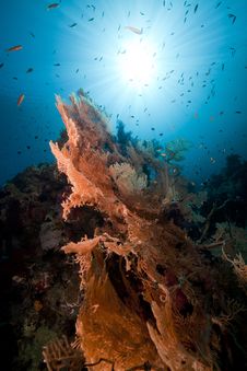 Sea Fan In The Red Sea. Stock Photos