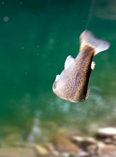 Blur Picture Of A Caught Rainbow Trout Royalty Free Stock Image
