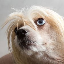 Chinese Hairless Dog Royalty Free Stock Photo