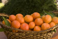 Tangerines Stock Image Tangerines Stock Image