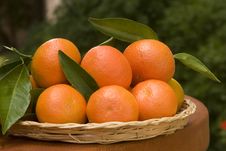 Tangerines Stock Photography Tangerines Stock Photography