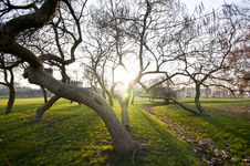 Winter Green Park With Trees, Dry Leaves Stock Photo Winter Green Park With Trees, Dry Leaves Stock Photo