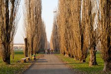 Winter Green Park With Trees, Dry Leaves Royalty Free Stock Images Winter Green Park With Trees, Dry Leaves Royalty Free Stock Images
