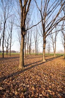Winter Green Park With Trees, Dry Leaves Stock Image Winter Green Park With Trees, Dry Leaves Stock Image
