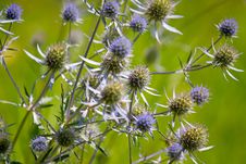 Wildflowers Stock Image Wildflowers Stock Image