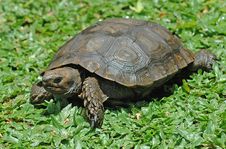 Emys Turtle Stock Photo